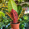 Croton Petra
