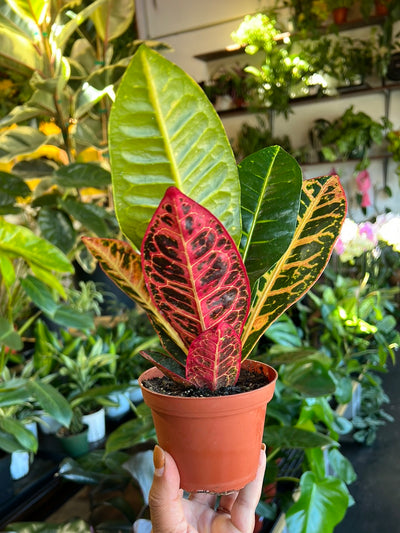 Croton Petra