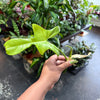 Philodendron Cuttings Bundle (Emerald Red, Emerald Green, & Horse Head)