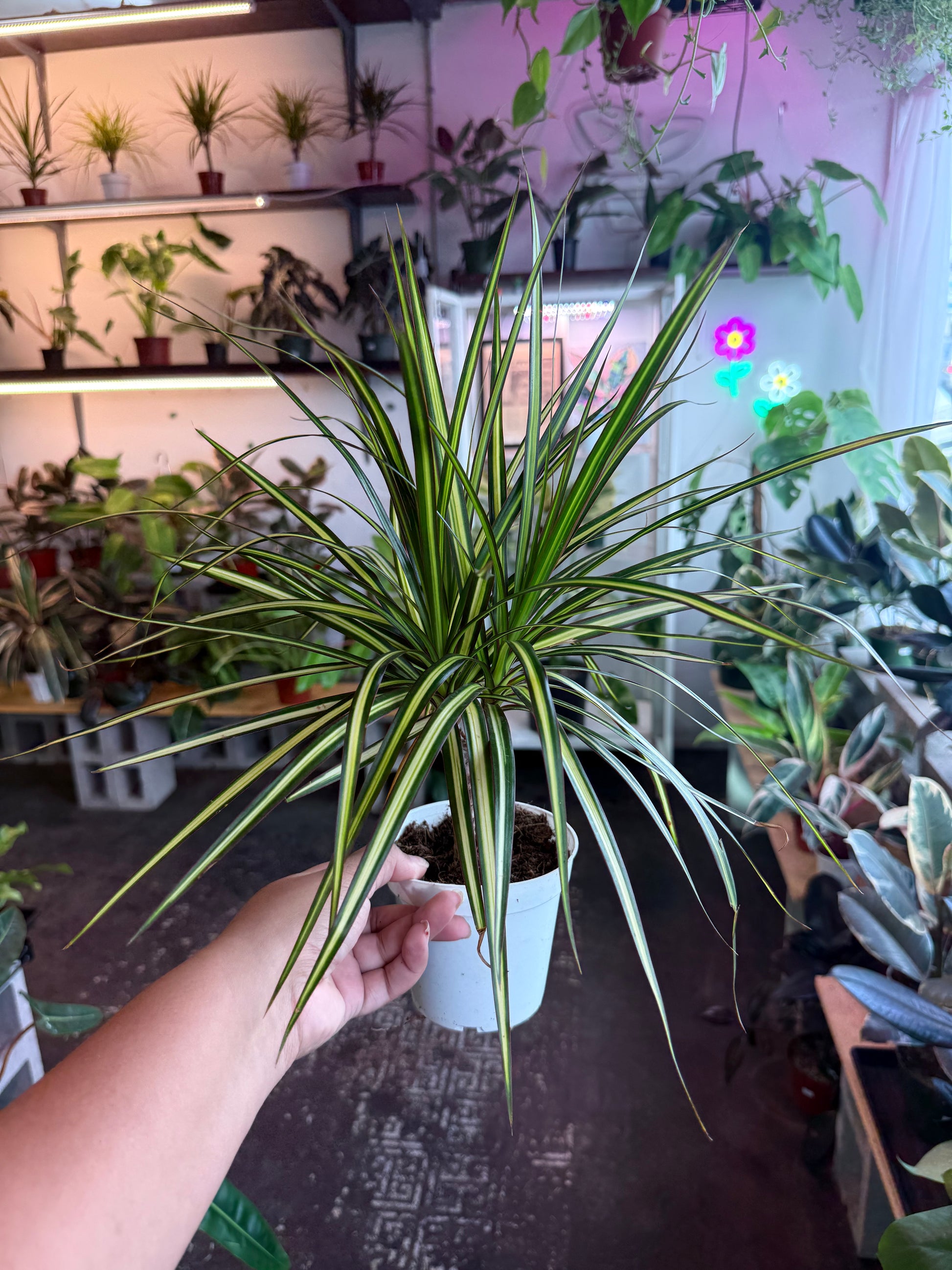dracaena ray of sunshine Dracaena 'Sun Ray' – Humboldt Houseplants