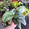 Scindapsus Pictus 'Exotica'