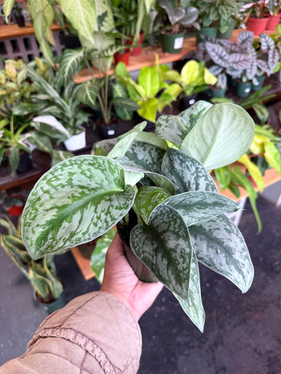 Scindapsus Pictus 'Exotica'