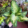 Dieffenbachia ‘Maria’