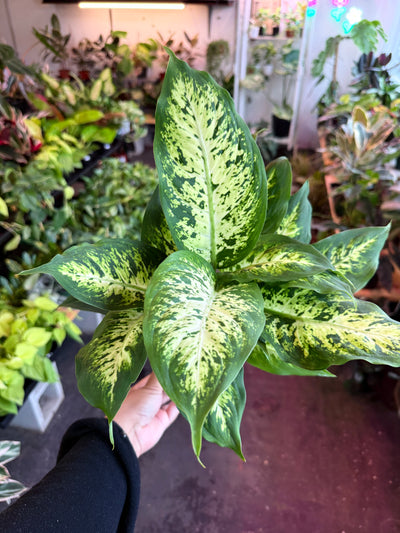Dieffenbachia ‘Maria’