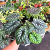 Alocasia 'Dragon Scale'