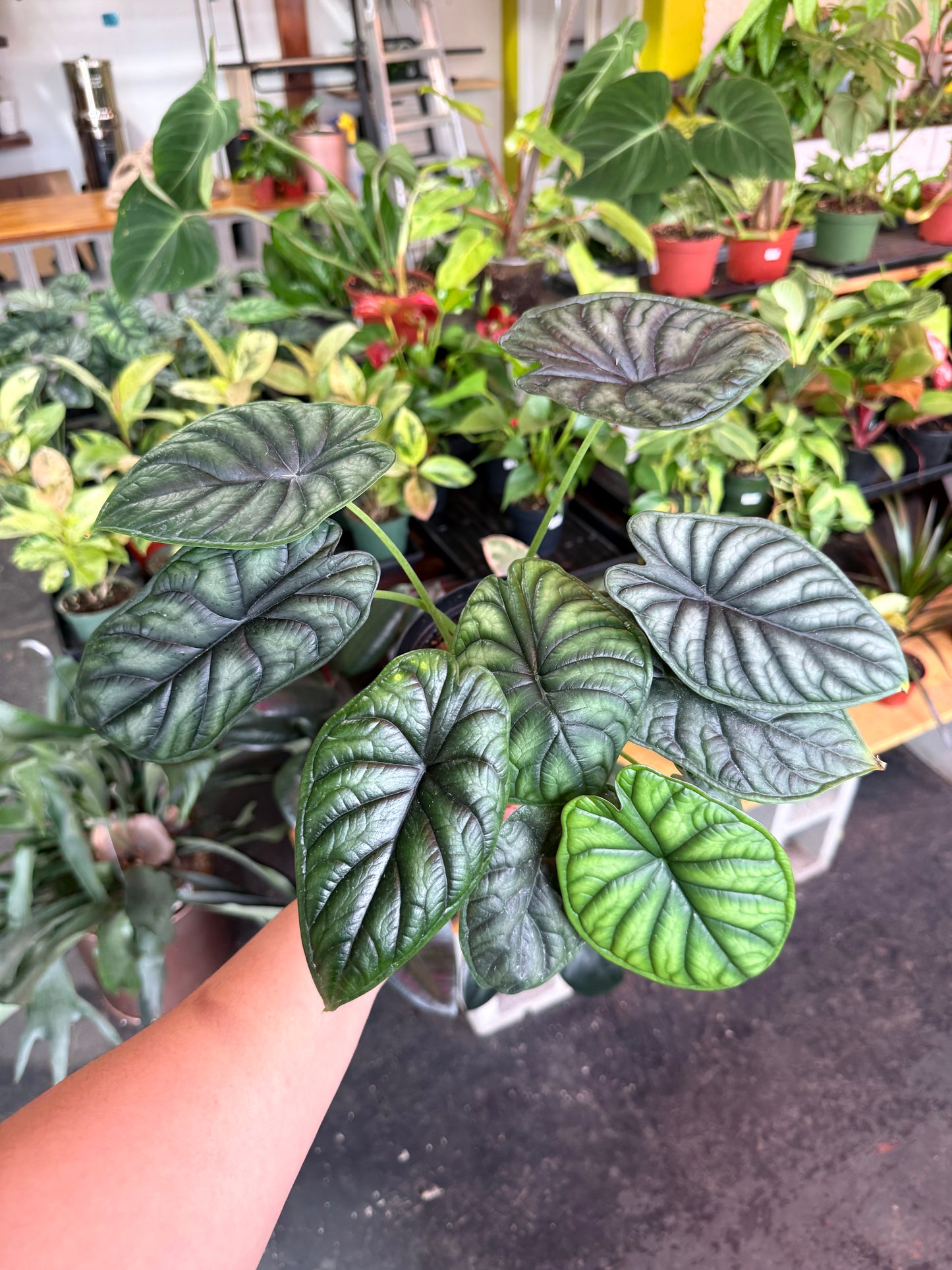 Alocasia 'Dragon Scale'
