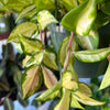 Hoya ‘Tricolor’
