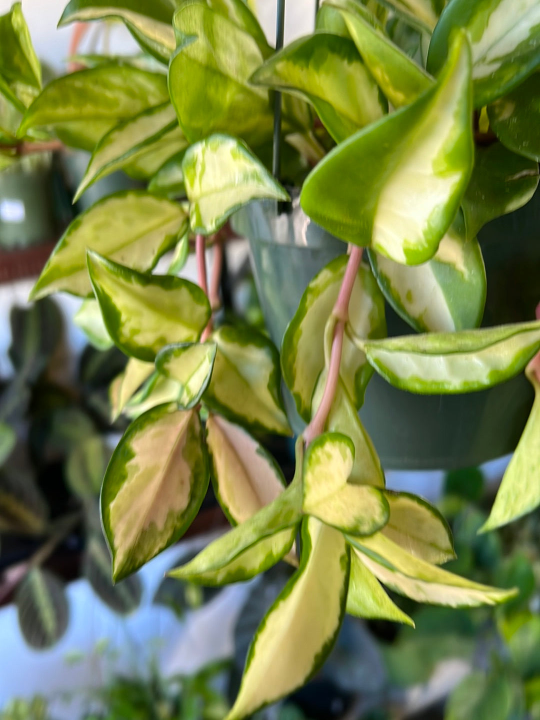 Hoya ‘Tricolor’