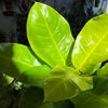 Philodendron 'Moonlight'