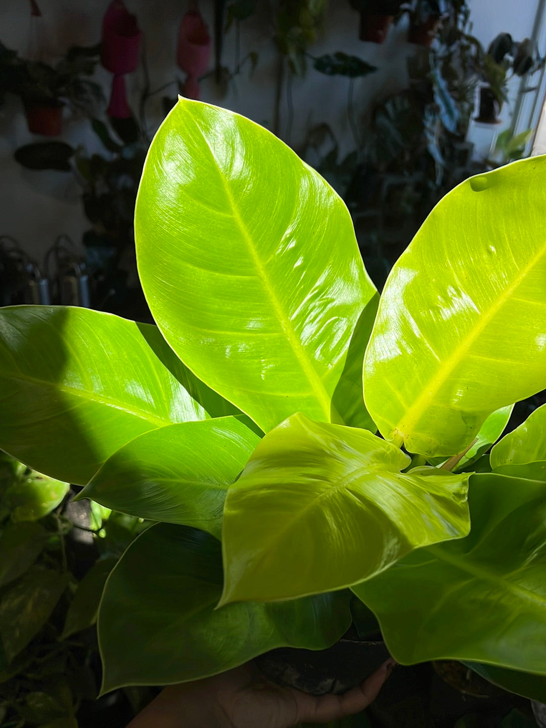 Philodendron 'Moonlight'