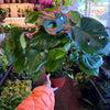 Philodendron Monstera Split-Leaf