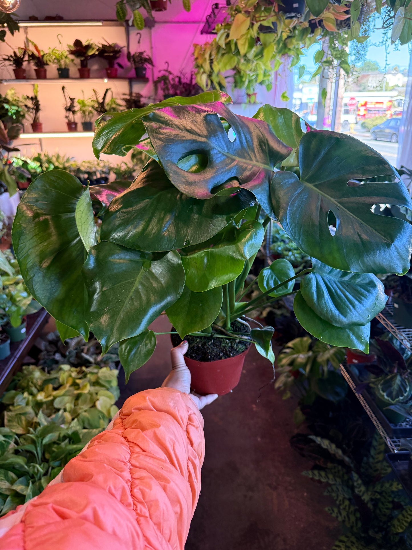 Philodendron Monstera Split-Leaf