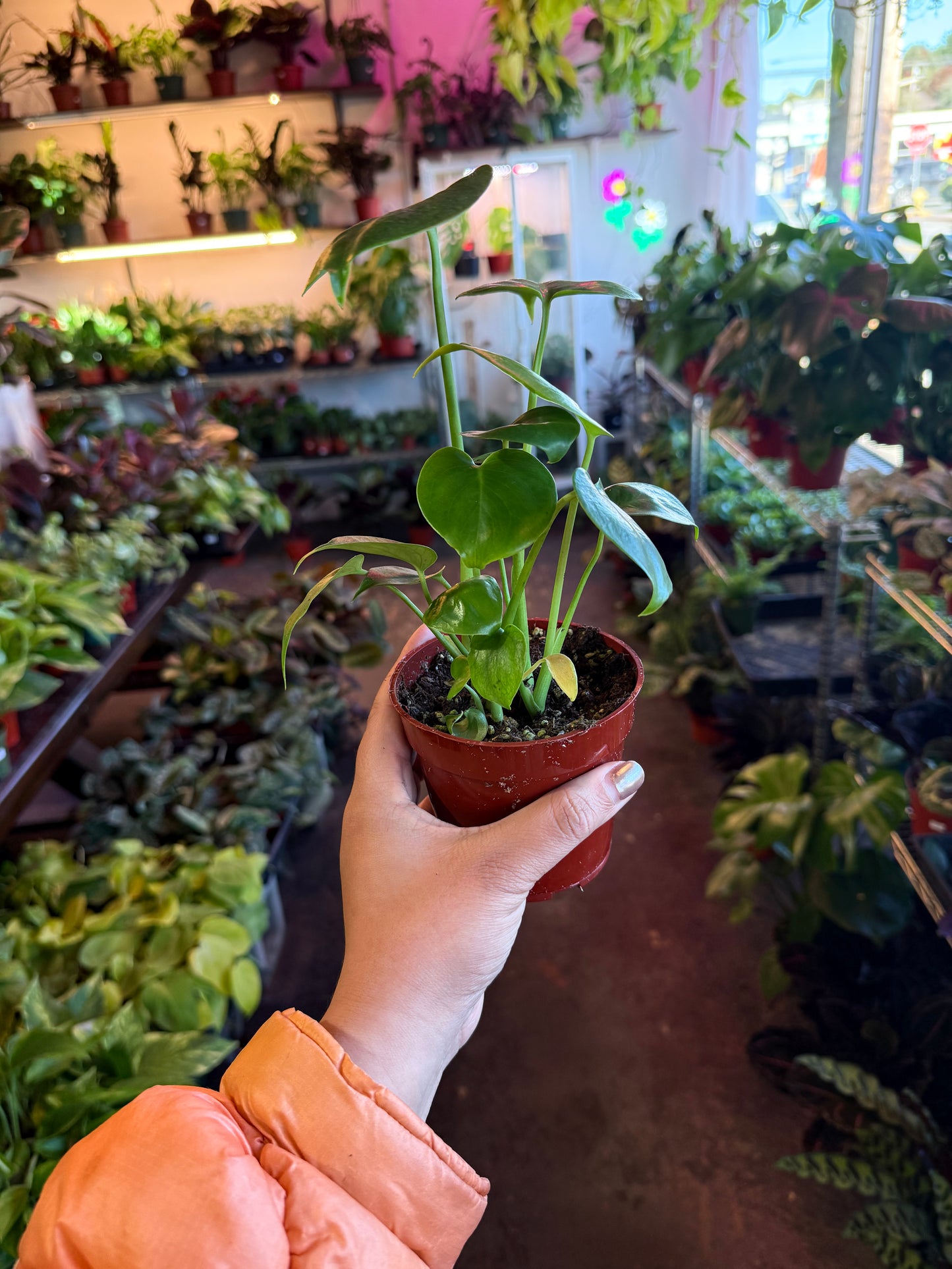 Philodendron Monstera Split-Leaf
