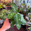 Aglaonema ‘Pictum Tricolor’