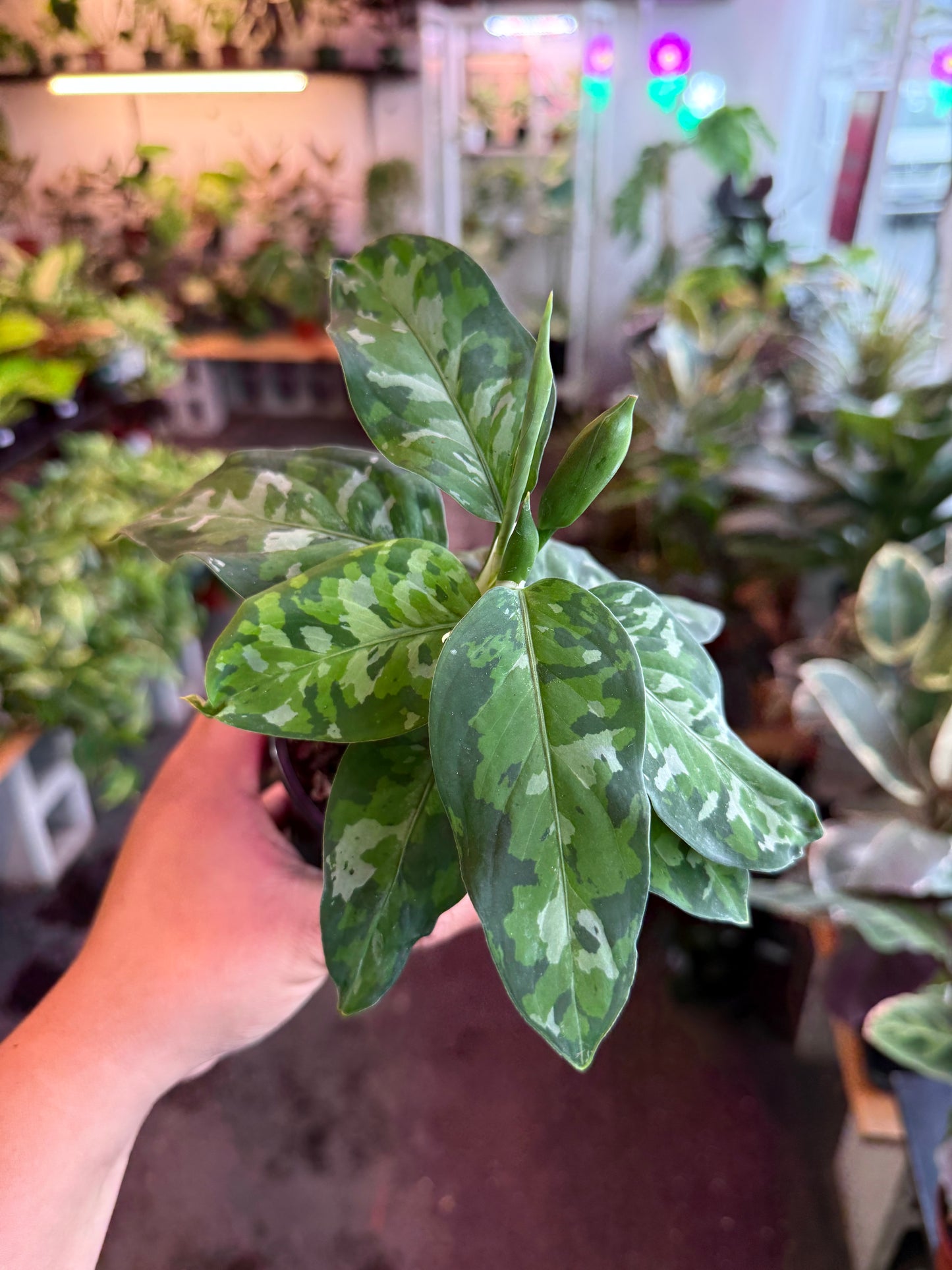 Aglaonema ‘Pictum Tricolor’