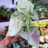 Syngonium 'Milk Confetti'