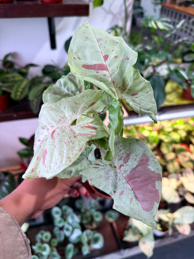 Syngonium 'Milk Confetti'