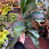 Staghorn Fern
