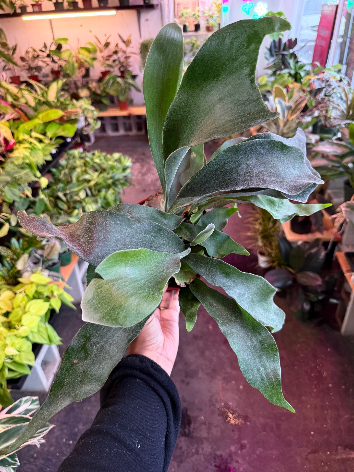 Staghorn Fern
