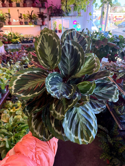 Calathea 'Medallion'