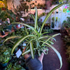 Spider Plant Variegated