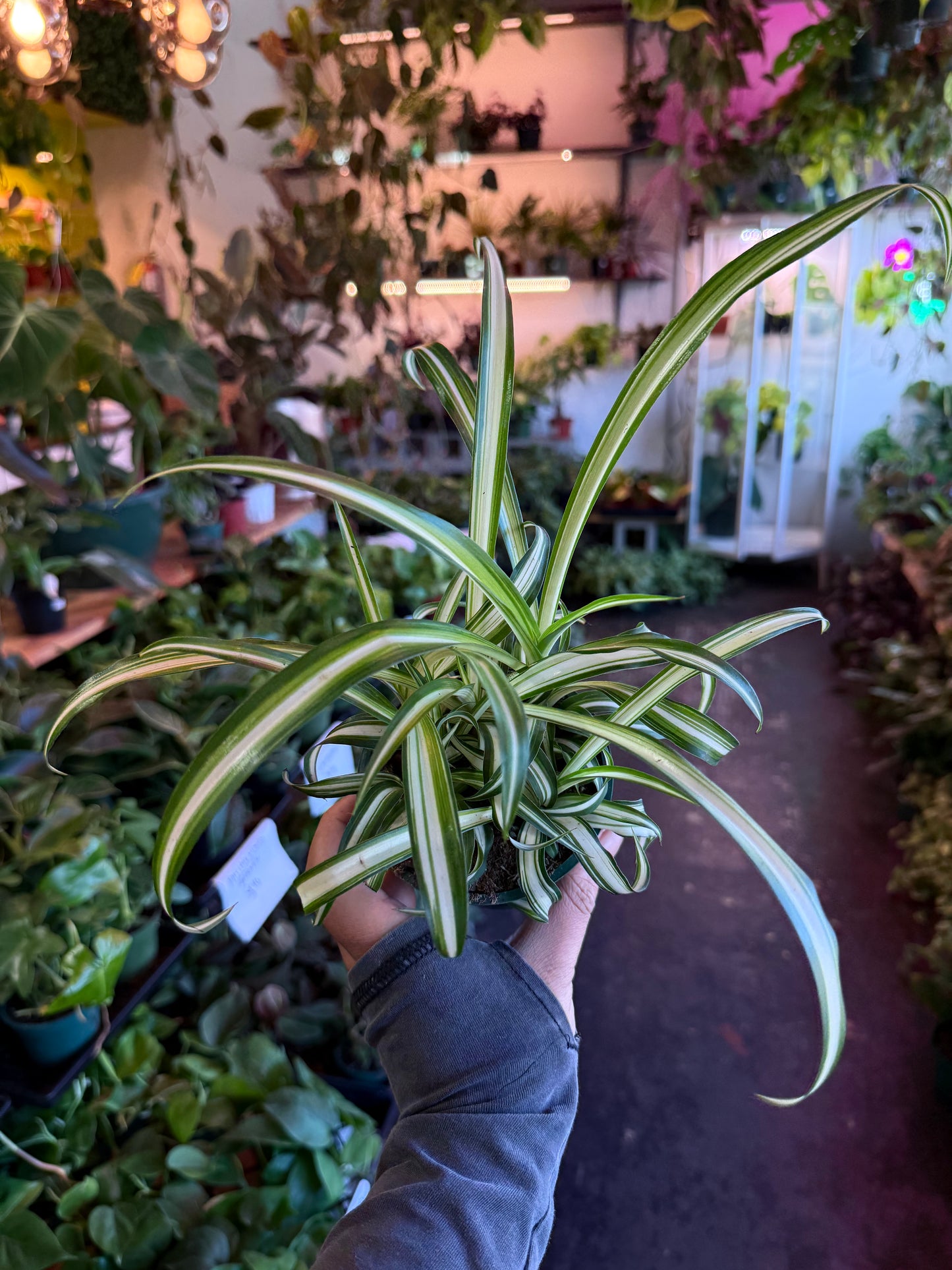 Spider Plant Variegated