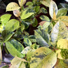 Ficus 'Shivereana' (Moonshine)