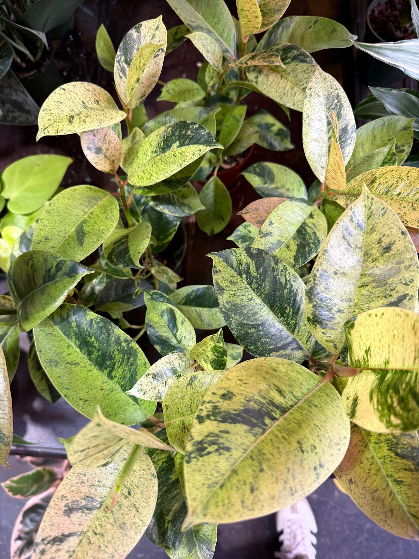 Ficus 'Shivereana' (Moonshine)