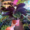 Calathea 'Medallion'