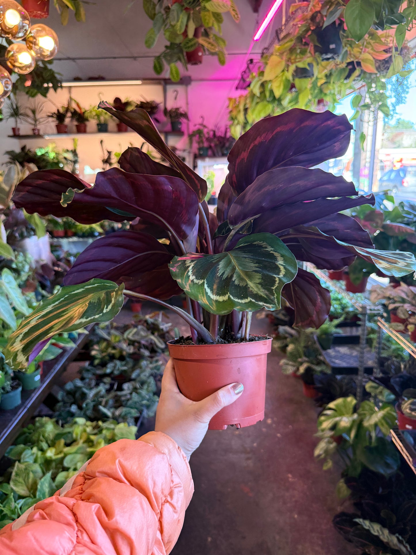 Calathea 'Medallion'