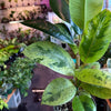 Ficus 'Shivereana' (Moonshine)