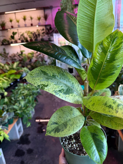 Ficus 'Shivereana' (Moonshine)