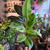 Ficus 'Shivereana' (Moonshine)