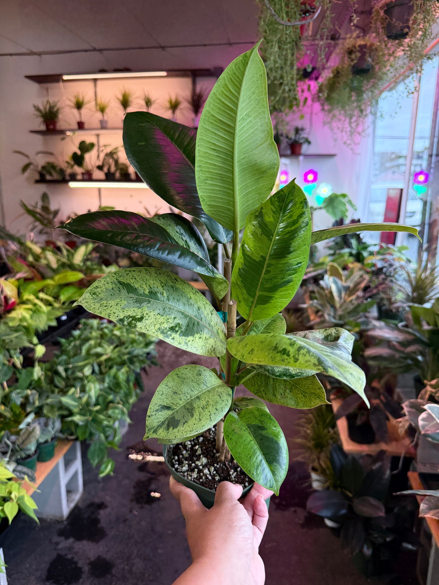 Ficus 'Shivereana' (Moonshine)
