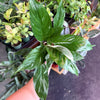 Peace Lily ‘Domino’