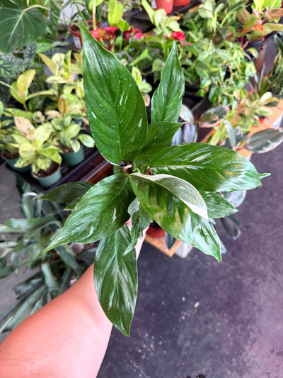 Peace Lily ‘Domino’