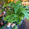 Monstera 'Adansonii'