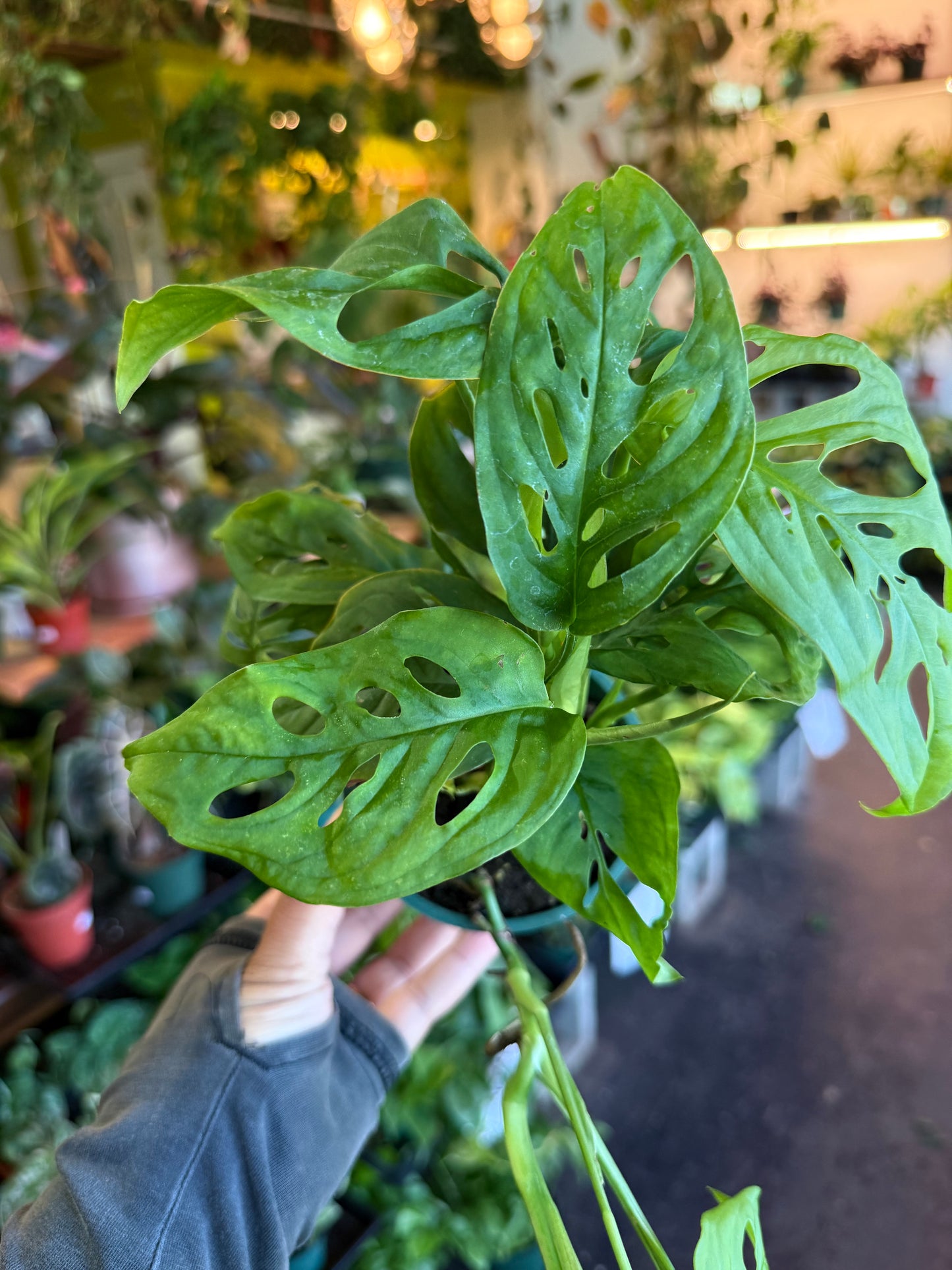 Monstera 'Adansonii'