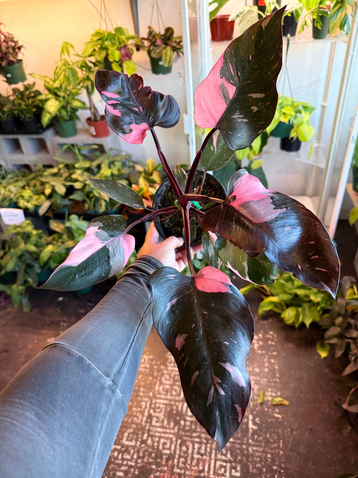 Philodendron 'Pink Princess'