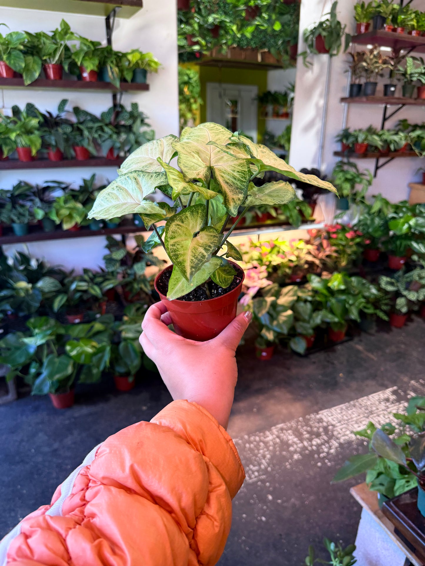 Syngonium 'White Butterfly'