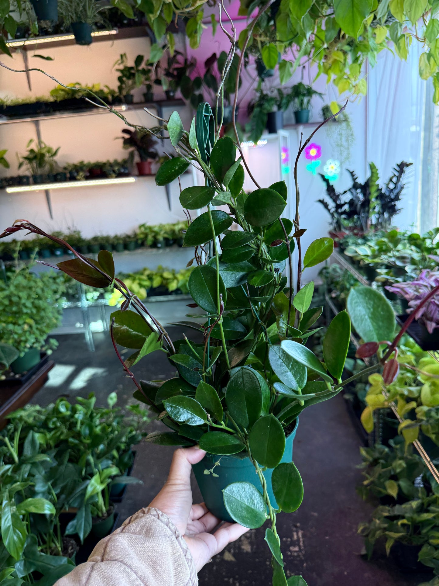 Hoya 'Australis'