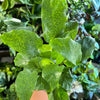 Calathea 'Network'