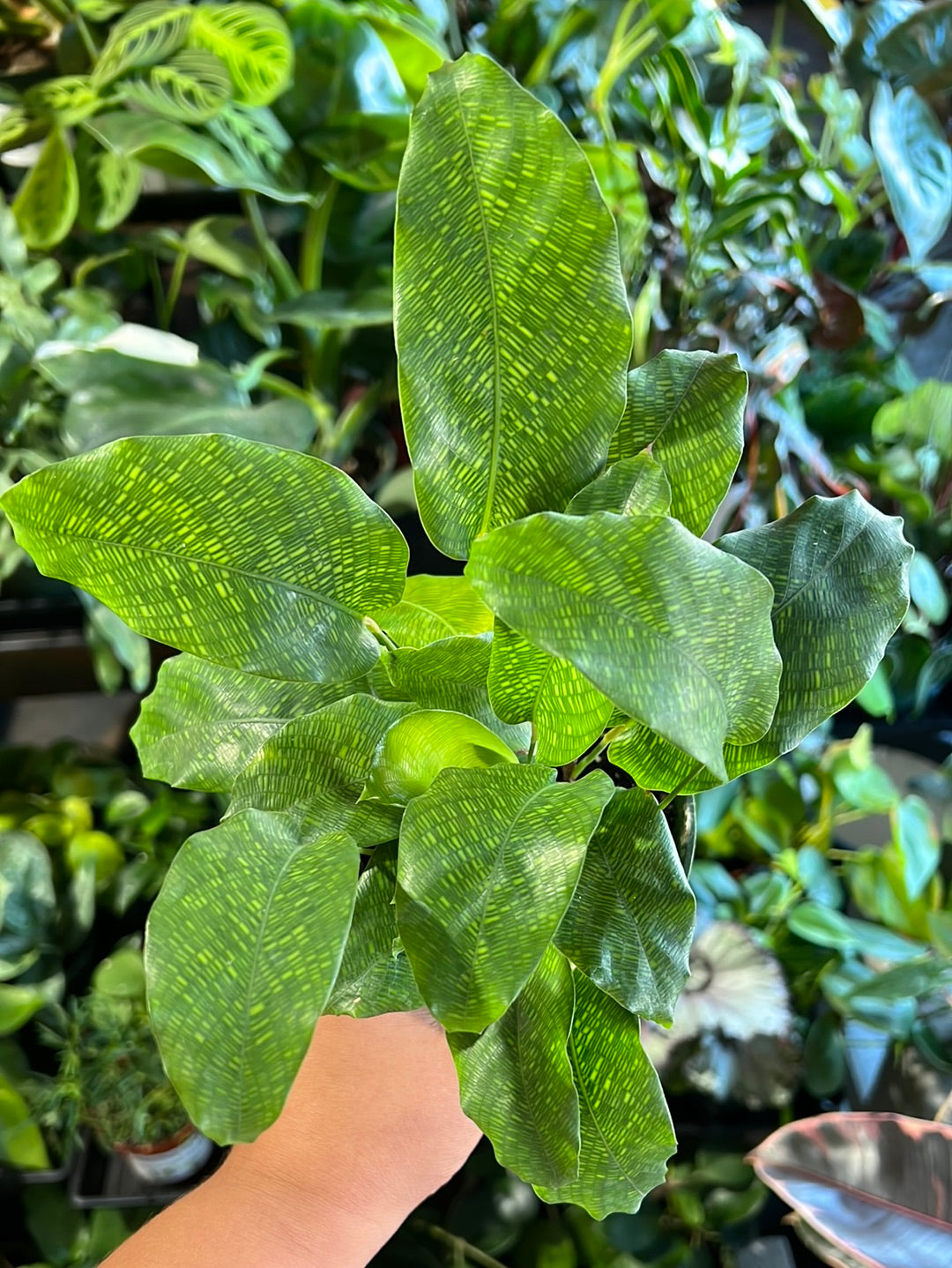Calathea 'Network'