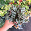 Peperomia ‘San Marino’