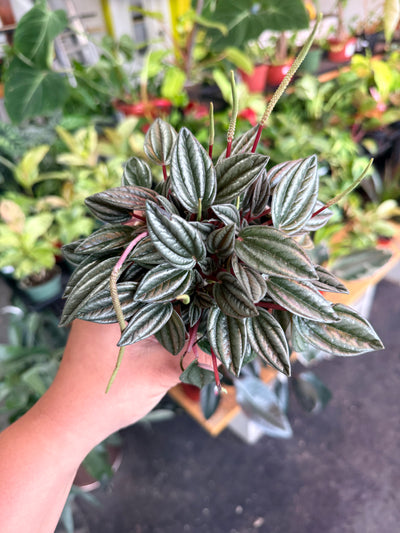 Peperomia ‘San Marino’