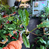Ring of Fire Variegated