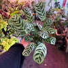 Ctenanthe 'Burl Marxii'