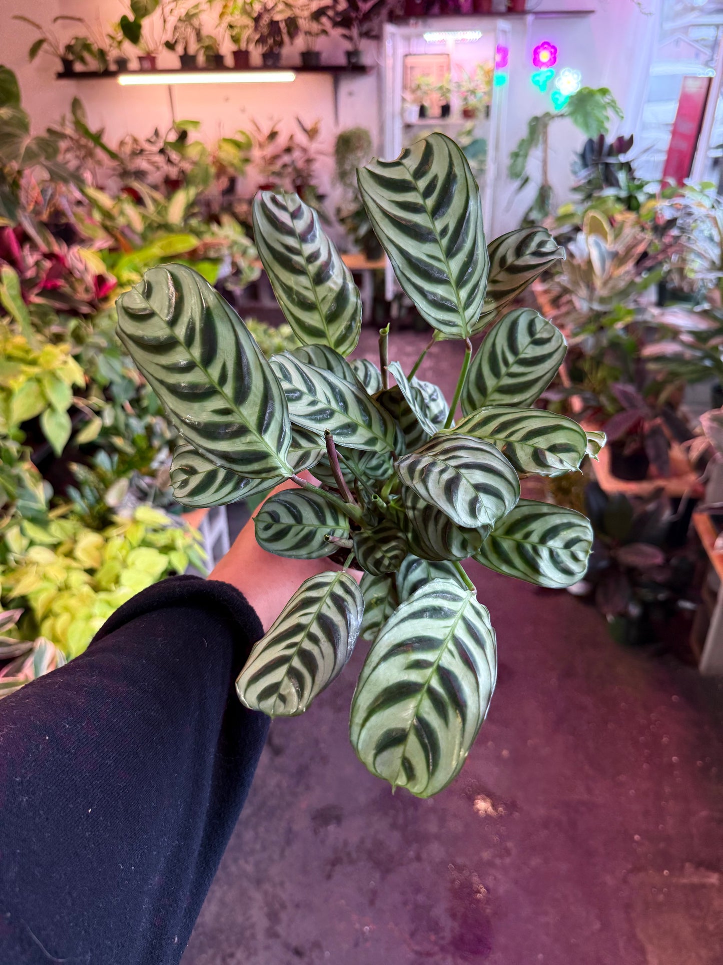 Ctenanthe 'Burl Marxii'