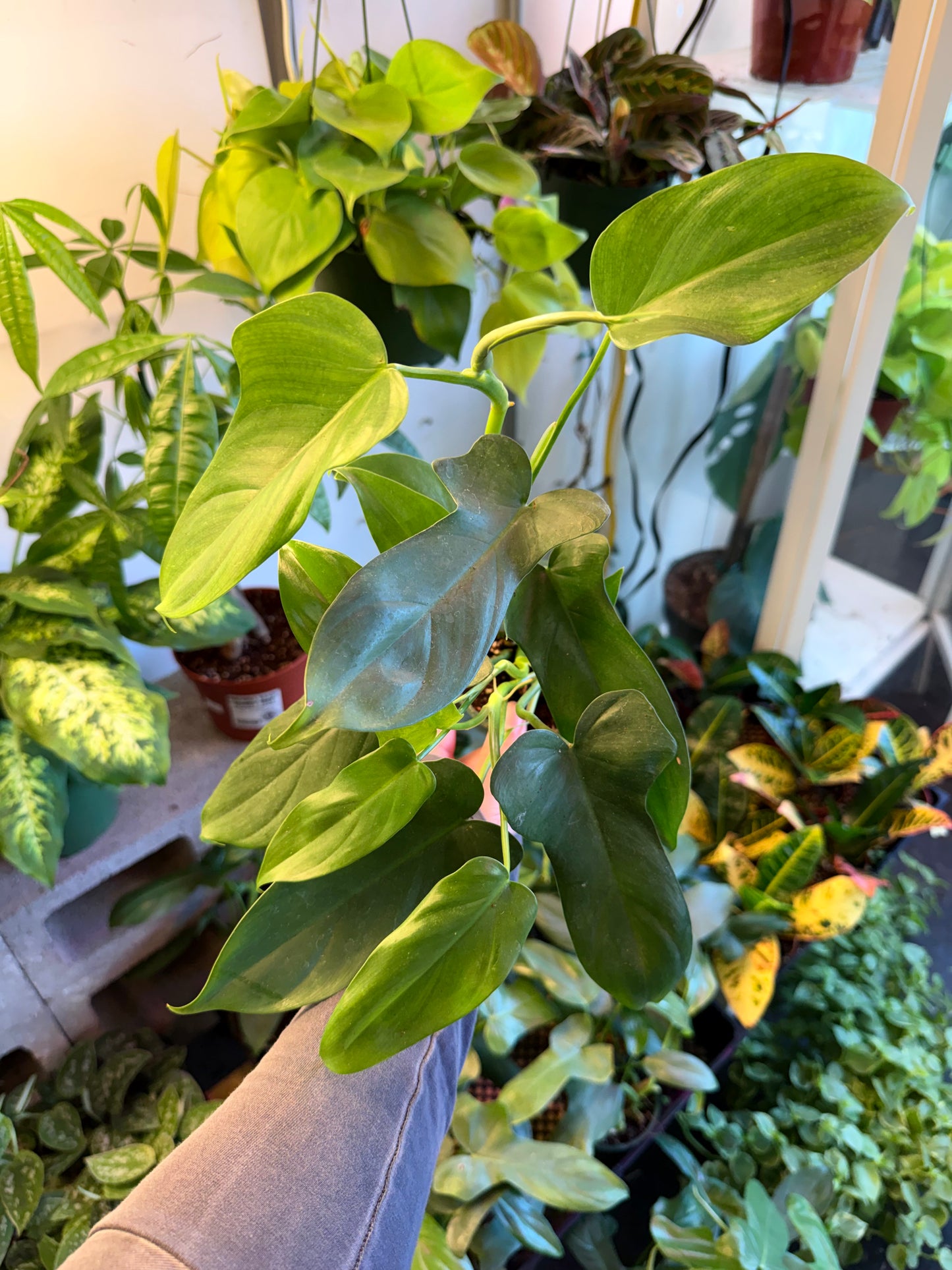 Philodendron 'Horsehead'