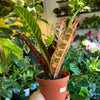 Croton Petra